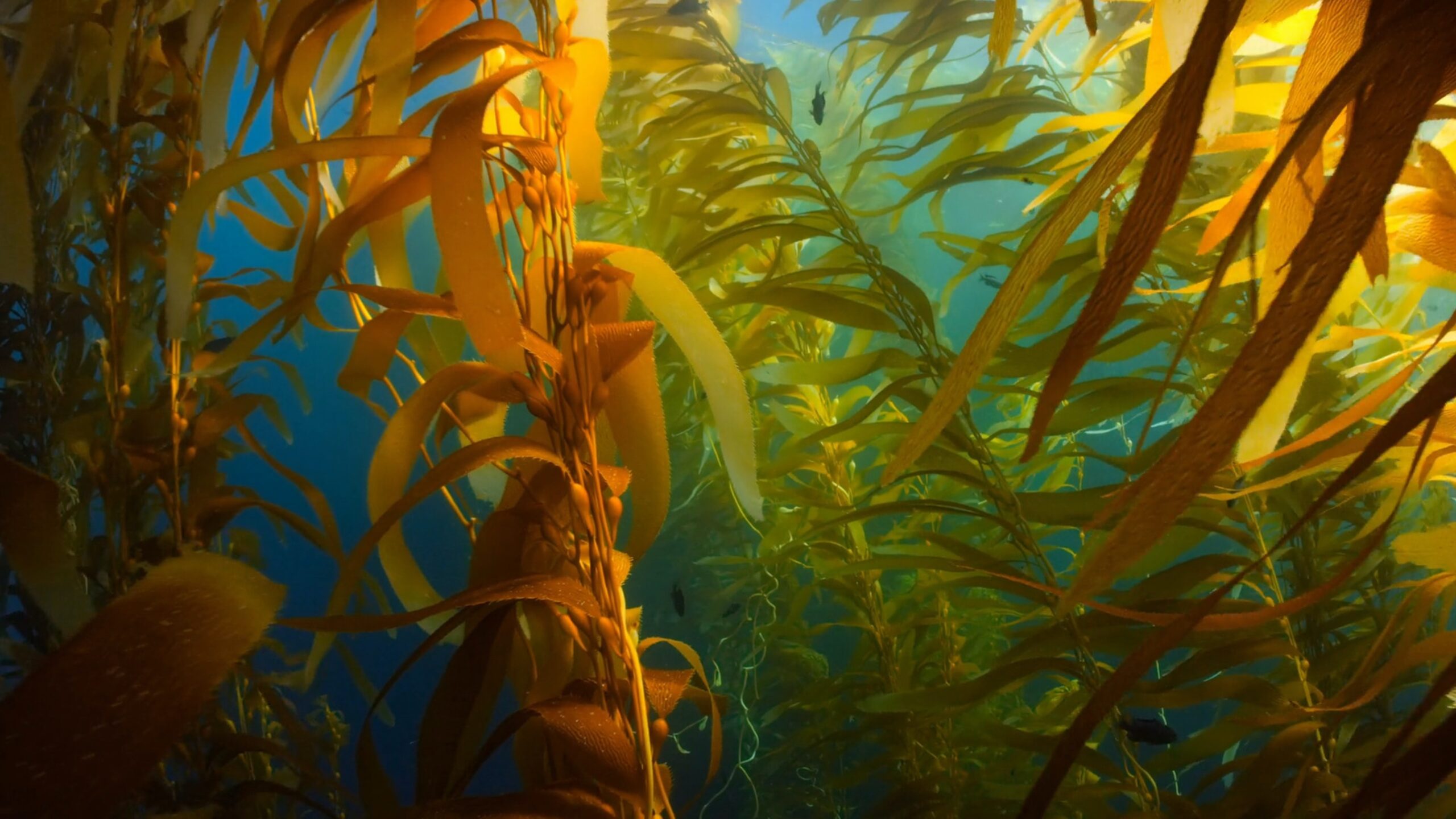 seaweed kelp forest